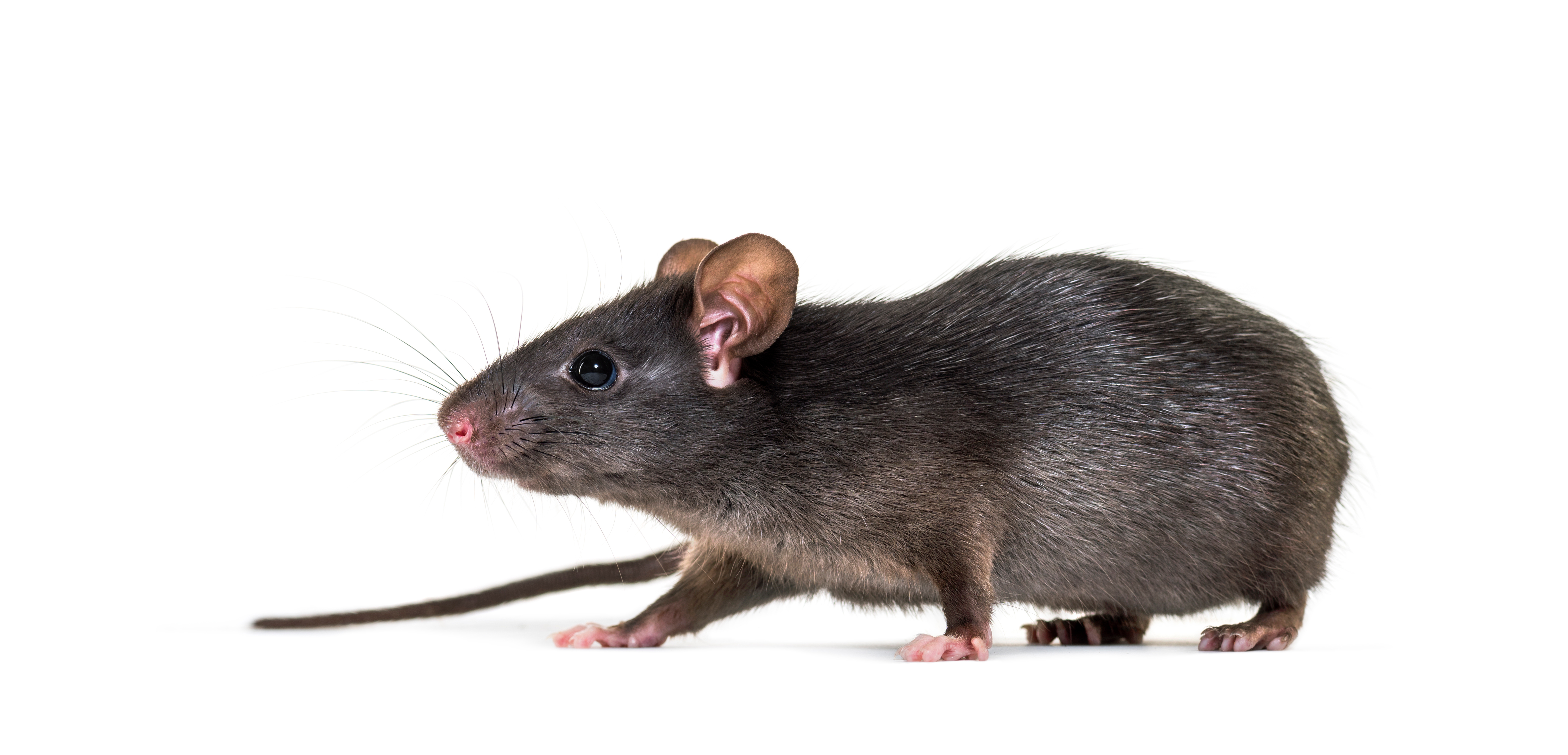 Black,Rat,,Rattus,Rattus,,In,Front,Of,White,Background Black,Rat,,Rattus,Rattus,,In,Front,Of,White,Background